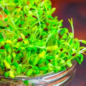 Alfalfa Microgreens