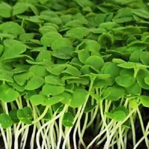 Basil Microgreens