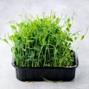 Pea Shoots Microgreens